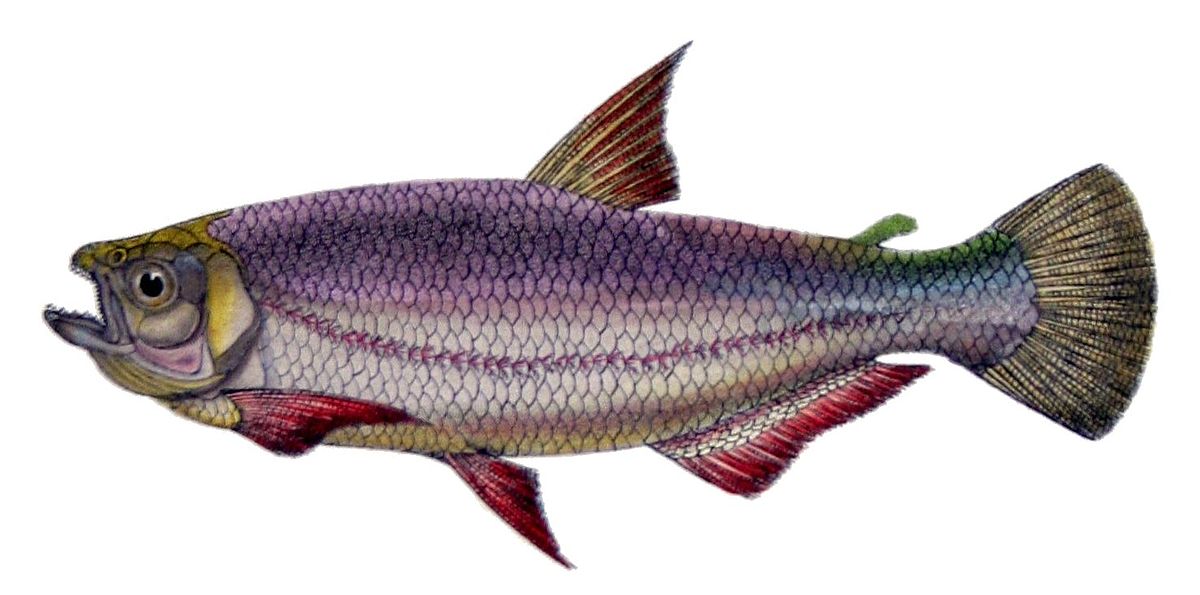 Brycon amazonicus