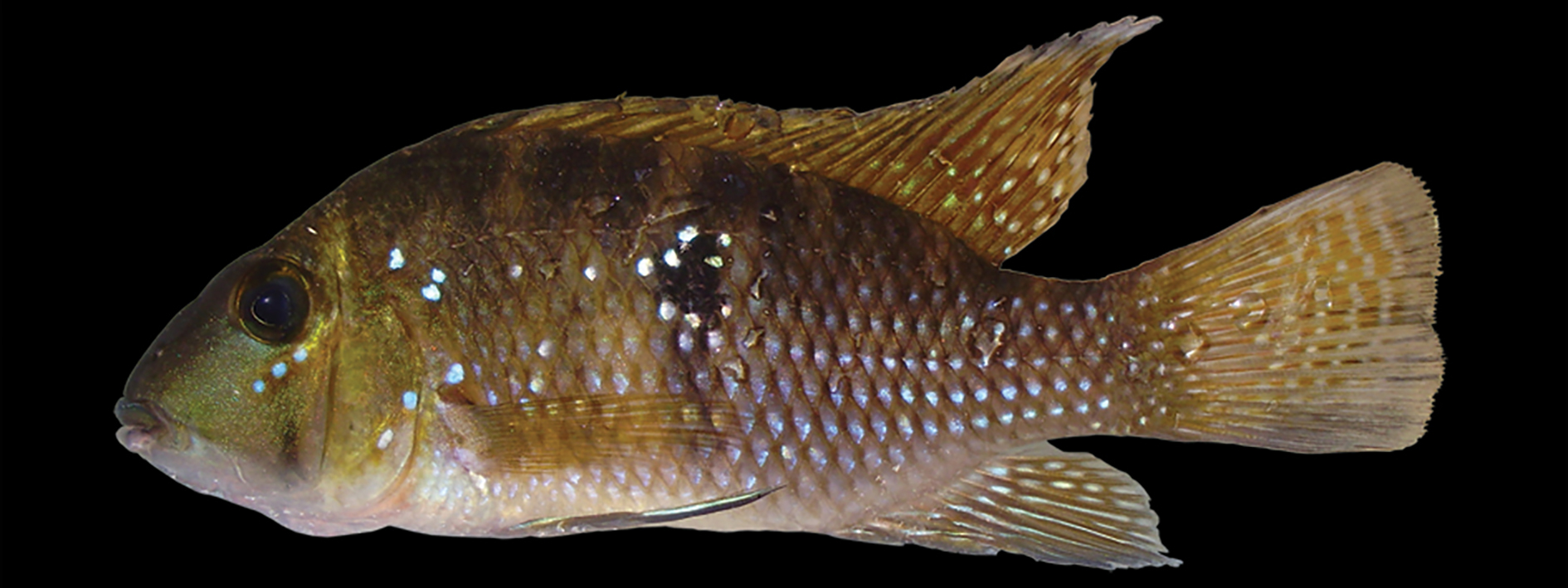 Geophagus aff. brasiliensis