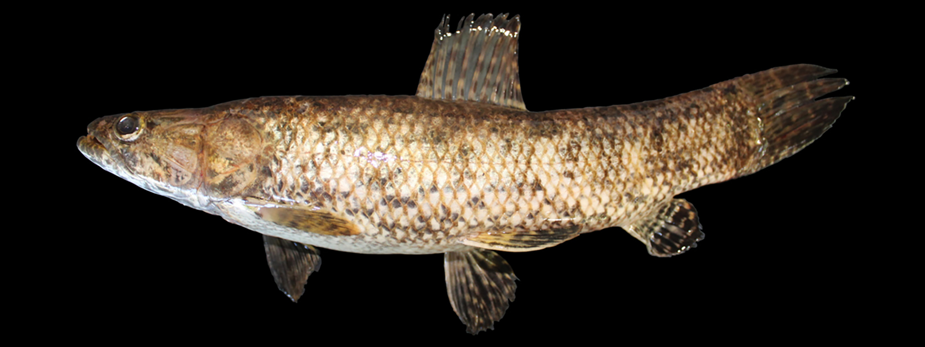 Hoplias intermedius